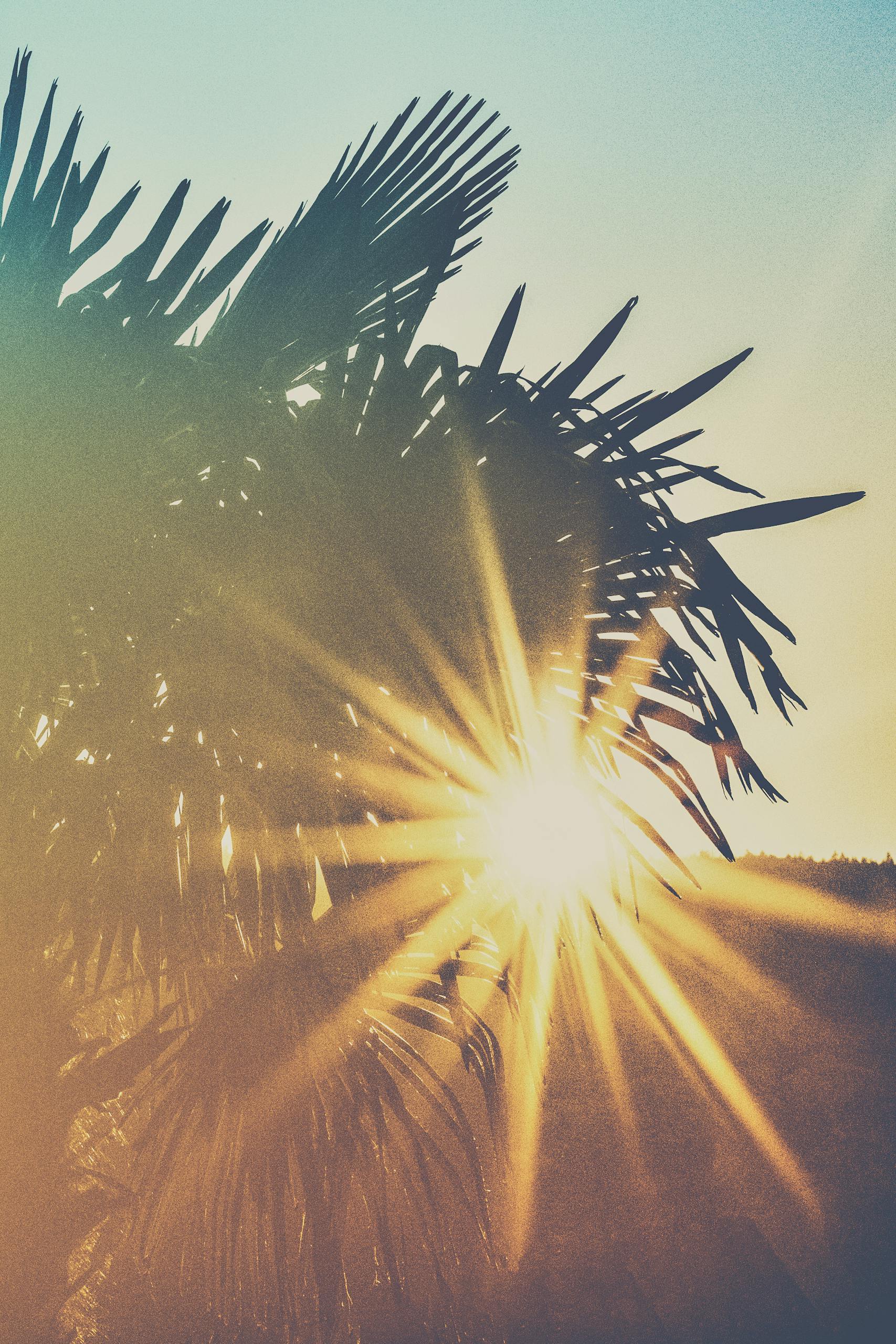 A vibrant sunburst through palm leaves during sunrise, creating a beautiful silhouette.